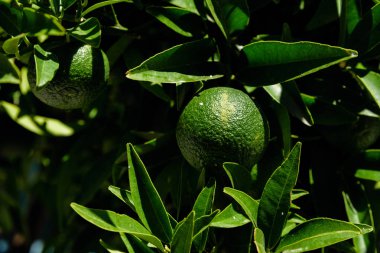Orchard ağaçta asılı içinde olgunlaşmış taze Limes