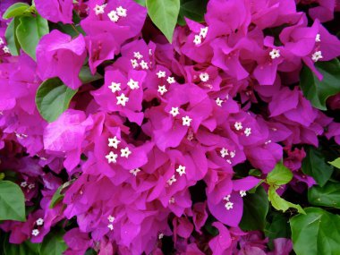 Hawaii güzel Bouganvillea çiçek resmi oluşturan kapatın