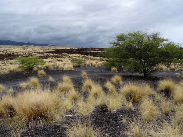 Paisaje Típico Big Island Con Rocas Lava Hawaii — Foto de Stock