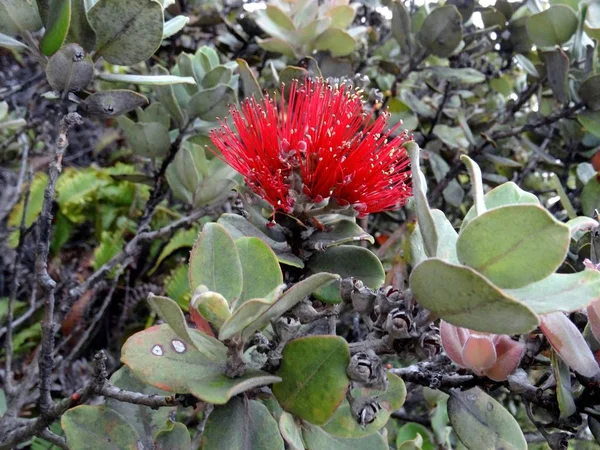 Zavřít Obrázek Krásné Květy Lehua Zachycená Kilaueaou Sopka Big Island — Stock fotografie