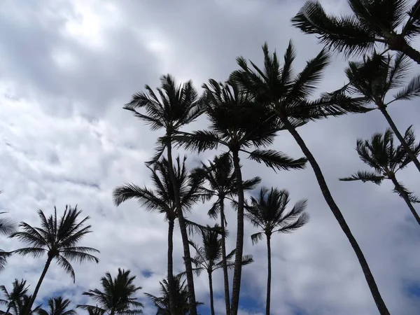 ハワイ島のいくつかのハワイアン ヤシの木の低角度のビュー — ストック写真