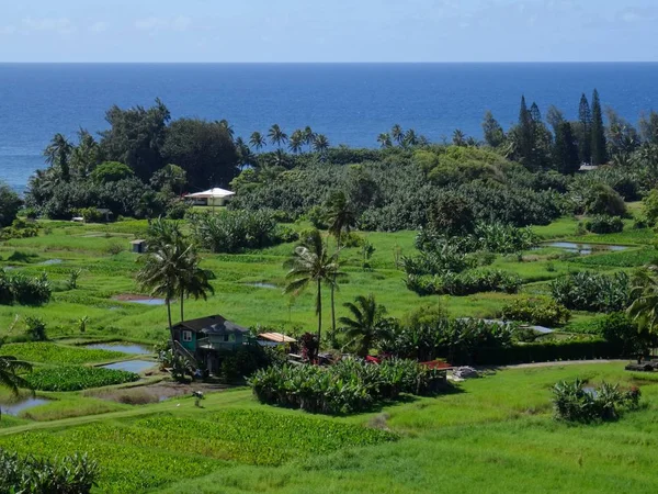 マウイ島 ハワイ Keanae 半島にいくつかのファームのフィールドの表示 — ストック写真