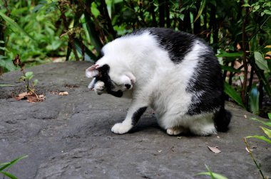 Siyah beyaz bir kedi Tokyo'daki Ueno Park portresi
