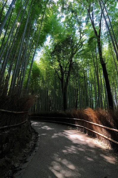 La pasarela en el bosque de bambú de Arashiyama en Japón —  Fotos de Stock