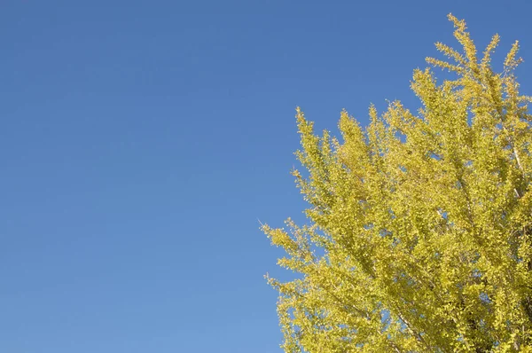 Beautiful Gingko three with his colored yellow leaves — Stock Photo, Image