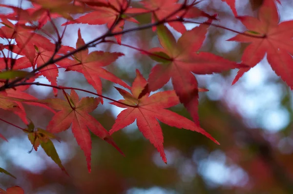 Vakre, røde lønneblader (Momiji) i japansk høst – stockfoto