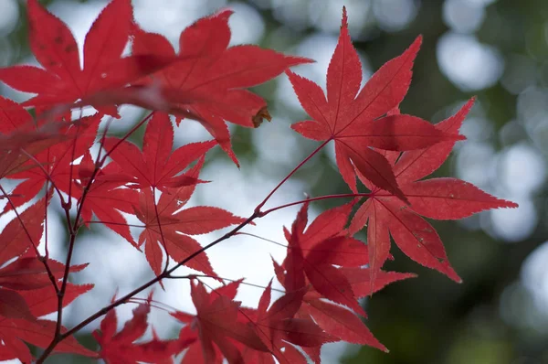 Beautiful red maple leaves (Momiji) during Japanese autumn — Stock Photo, Image