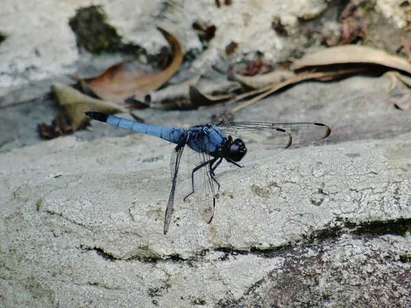 Close up of a blue Dragonfly resting on a rock — Stock Photo, Image