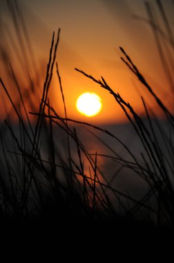 Çimenlerin üzerinde odak Cala Comte, Ibiza, ön planda ile güzel bulanık gün batımı