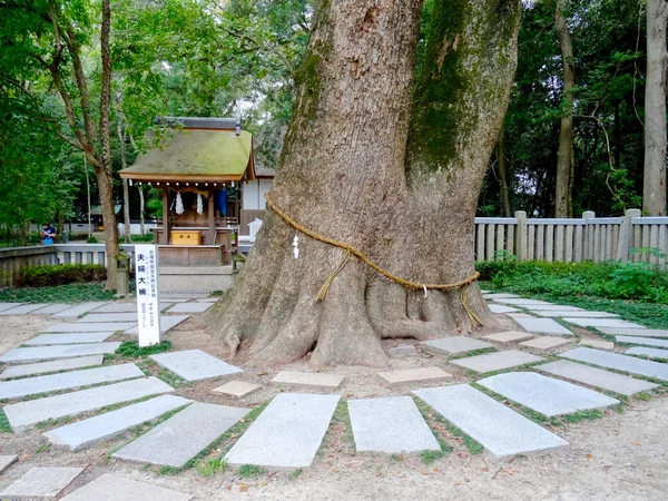 Árbol de alcanfor de 800 años en el santuario de Izanagi, Japón —  Fotos de Stock