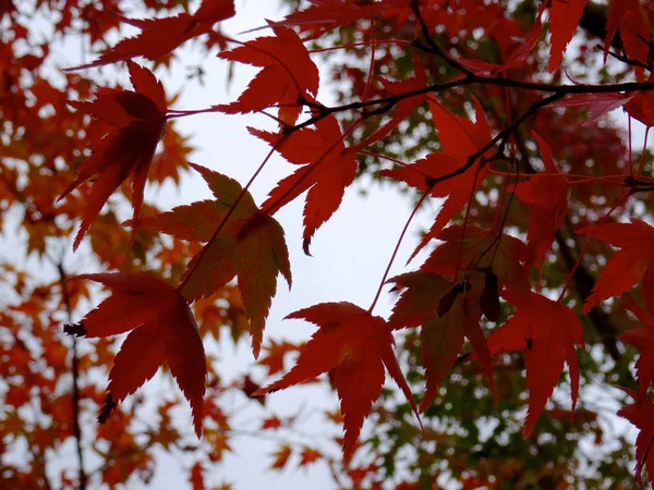 Beautiful red maple leaves (Momiji) during Japanese autumn — Stock Photo, Image