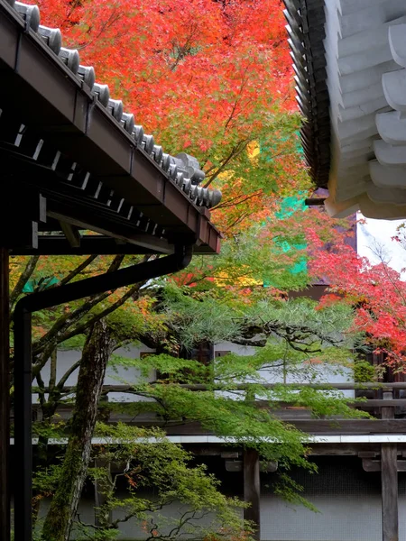Hermoso follaje colorido entre dos edificios japoneses —  Fotos de Stock