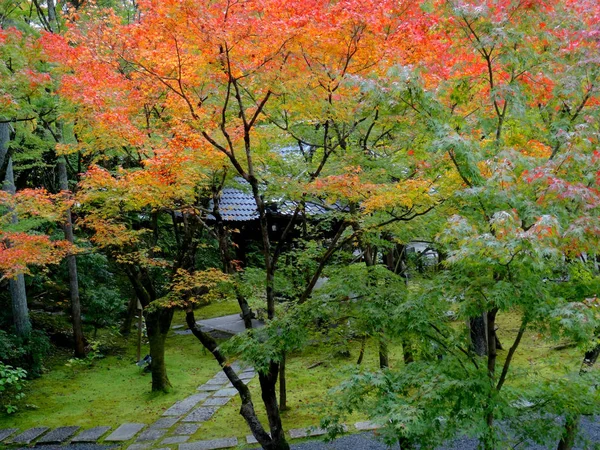Hermoso follaje otoñal de hojas de arce en Kyoto —  Fotos de Stock