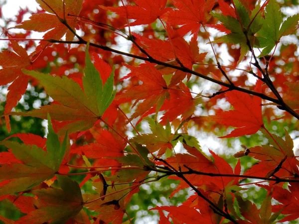 Beautiful red maple leaves (Momiji) during Japanese autumn — Stock Photo, Image