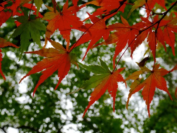 Beautiful red maple leaves (Momiji) during Japanese autumn — Stock Photo, Image