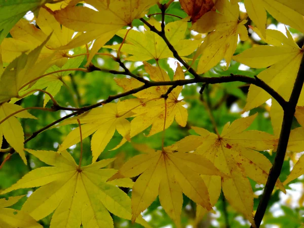 Beautiful yellow maple leaves during Japanese autumn — Stock Photo, Image