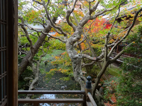 Primer plano de un árbol de hoja de arce japonés —  Fotos de Stock