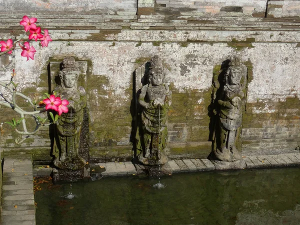 Pouštní růže v chrámu Goa ' ajah na Bali — Stock fotografie