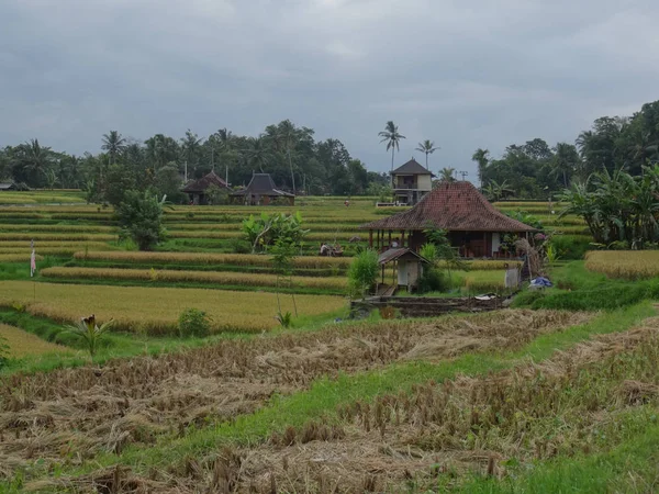 View of beautiful rice fields before harvesting — Stock Photo, Image