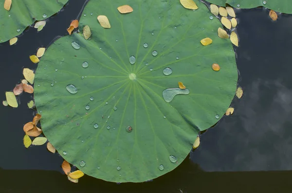 Feuille de lotus avec gouttes d'eau — Photo