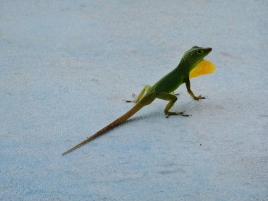 Jaimaican endemik Anole kertenkelesi (Anolis grahami) k