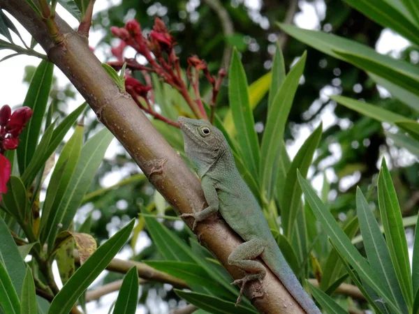 Jaimaican endemic Anole lizard (Anolis grahami) — Stock Photo, Image