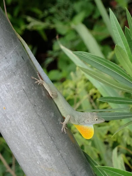 Jaimaican endemic Anole lizard (Anolis grahami) — Stock Photo, Image