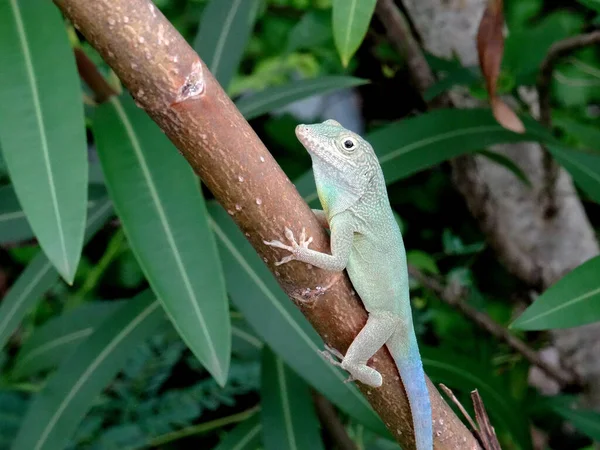 Jaimaican endemic Anole lizard (Anolis grahami) — Stock Photo, Image