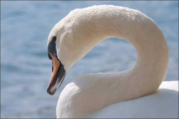 Cisne bonito de perto — Fotografia de Stock