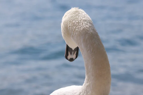 Bellissimo cigno da vicino — Foto Stock