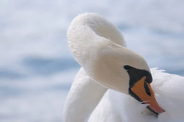 Cisne bonito de perto — Fotografia de Stock