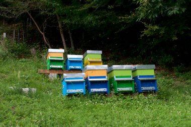 İsviçre, Canton Ticino 'daki Capriasca Vadisi' ndeki bir ormanlık arazide bulunan renkli arı kovanlarının görüntüsü.