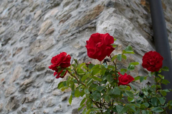 Schöne Rote Rosen Einer Steinmauer Eines Typischen Rustikalen Hauses Einem — Stockfoto