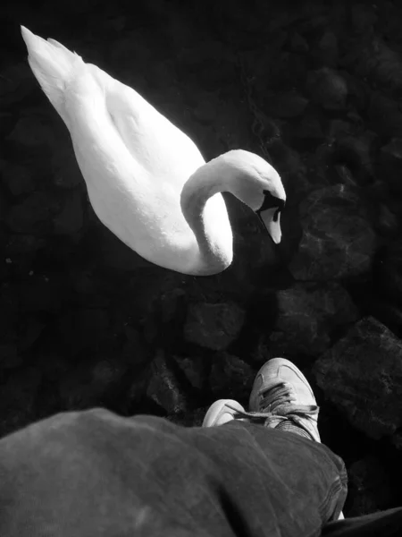 Vista Superior Balançar Pernas Masculinas Sobre Água Belo Cisne Branco — Fotografia de Stock