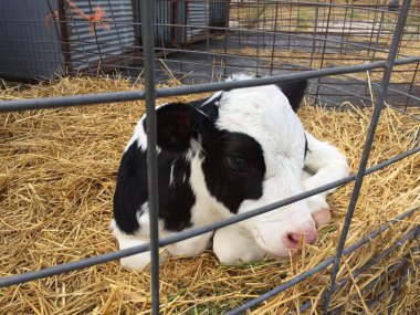 Bebek süt inek döşeme saman üzerinde