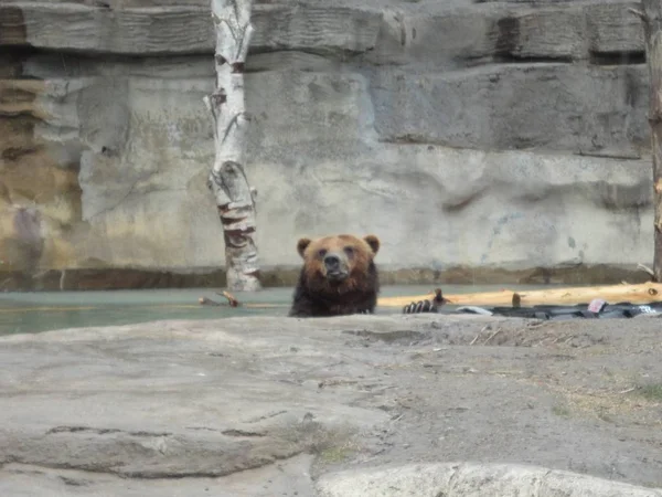 Urso Grizzly Indo Para Mergulho Sobe Cabeça Para Ver Que — Fotografia de Stock