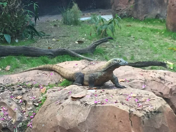 Lézard Sommet Rocher Ensoleillant — Photo