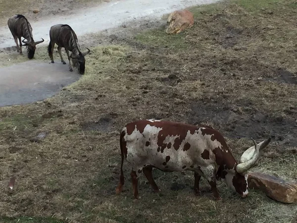 Gros Bovins Avec Très Grandes Cornes Broutant — Photo