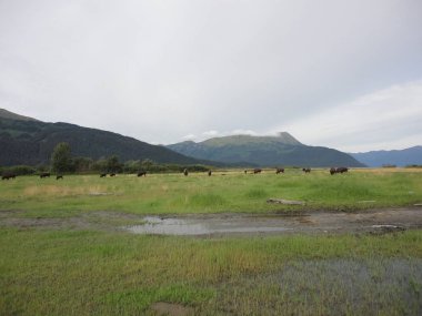 Alaskian dağın içinde geçmiş bir ılıman yağmur ormanı kenarında Gölü