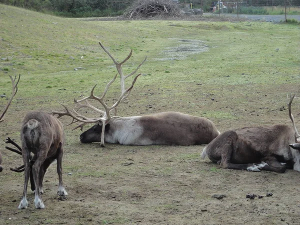 Stock image Reindeer Caribou in Alaska grazing in a grassy field. Grouped together as a herd