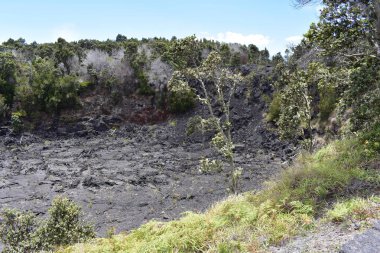 Hawaii ormanı 'ndaki eski Volcano krateri, engebeli volkanik kayayı kırmaya başlayan yan ve grennery etrafında geri büyüdü