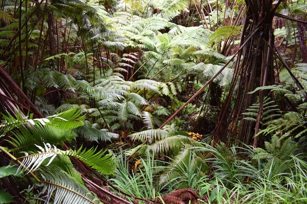 Plantas Florecientes Selva Rodeadas Follaje Verde Después Una Ligera Lluvia — Foto de Stock