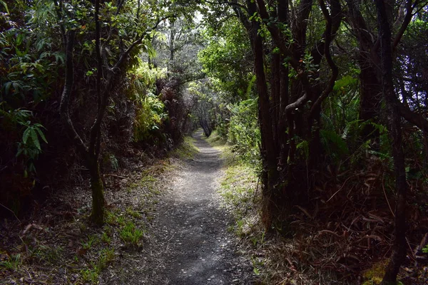 Path in a dense jungle with tree and foliage all around