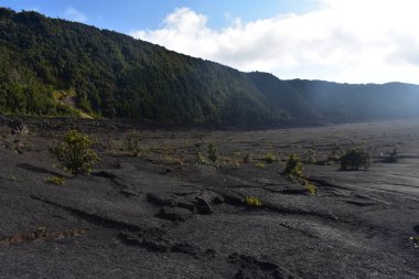 Hawaii ormanı 'ndaki eski Volcano krateri, engebeli volkanik kayayı kırmaya başlayan yan ve grennery etrafında geri büyüdü
