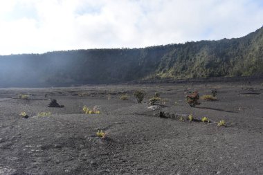 Hawaii ormanı 'ndaki eski Volcano krateri, engebeli volkanik kayayı kırmaya başlayan yan ve grennery etrafında geri büyüdü
