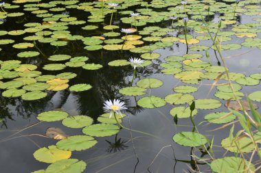 Bazı çiçekler onlardan çiçeklenme ile Lilly Pads ile kalın bir orman gölet ortasında Lily gölet