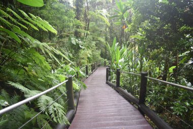 Hilo Hawaii Yağmur ormanı Botanik Bahçeleri