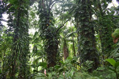 Ormanda çiçeklenme bitkiler açık bir yaz yağmur sonra yeşil yaprakları ile çevrili