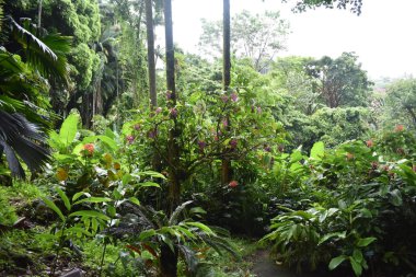Ormanda çiçeklenme bitkiler açık bir yaz yağmur sonra yeşil yaprakları ile çevrili