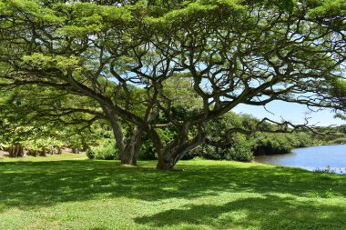 Diğer bitkiler ve yeşillik dolu bereketli bir alanda yere doğru uzanan Roots ile Strange Tree